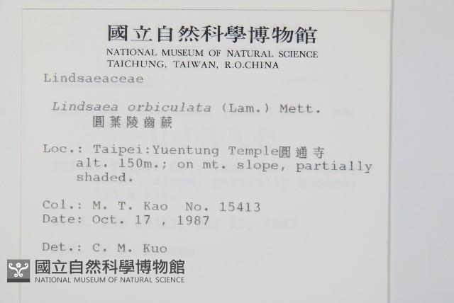 圓葉陵齒蕨藏品圖，第2張