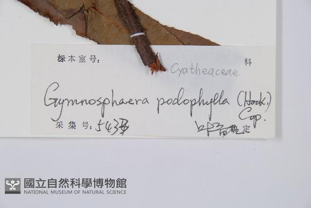 黑桫蕨藏品圖，第2張