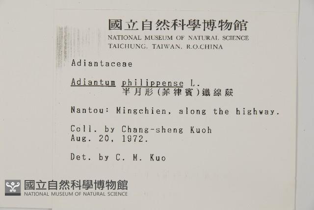 半月形鐵線蕨藏品圖，第2張