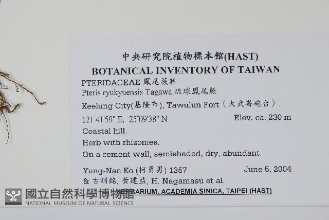 琉球鳳尾蕨藏品圖，第2張