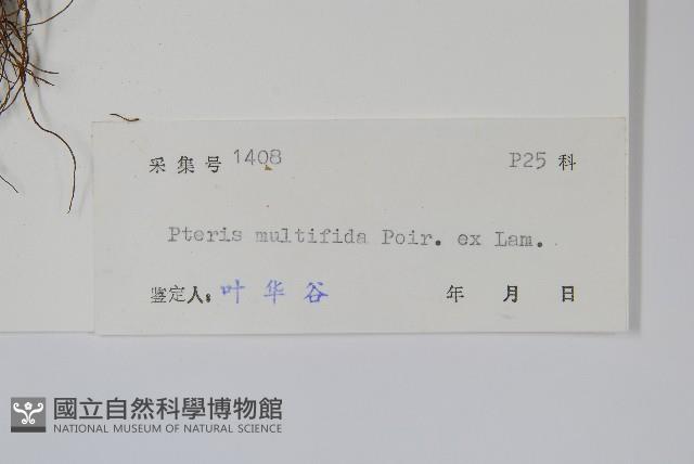 鳳尾蕨藏品圖，第2張