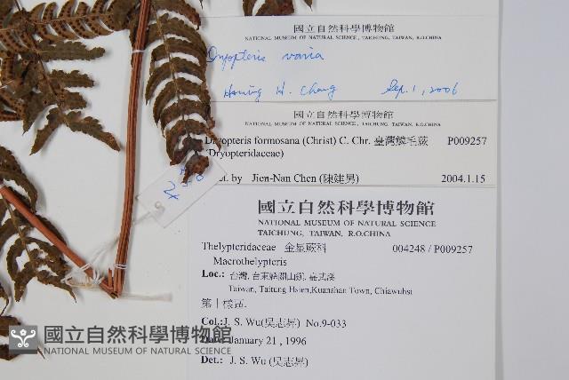 南海鱗毛蕨藏品圖，第2張