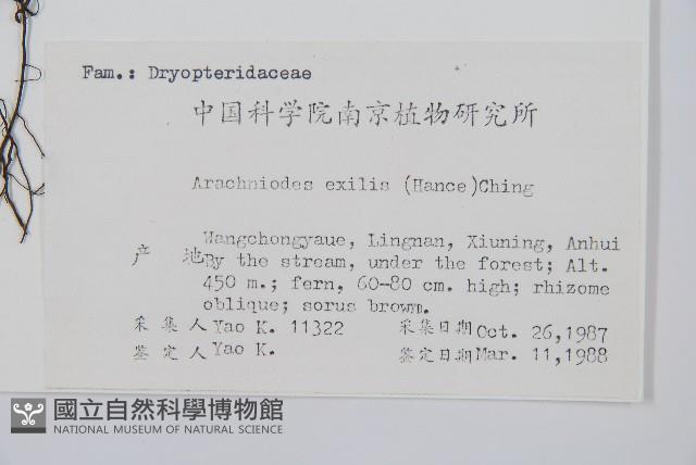 細葉複葉耳蕨藏品圖，第2張