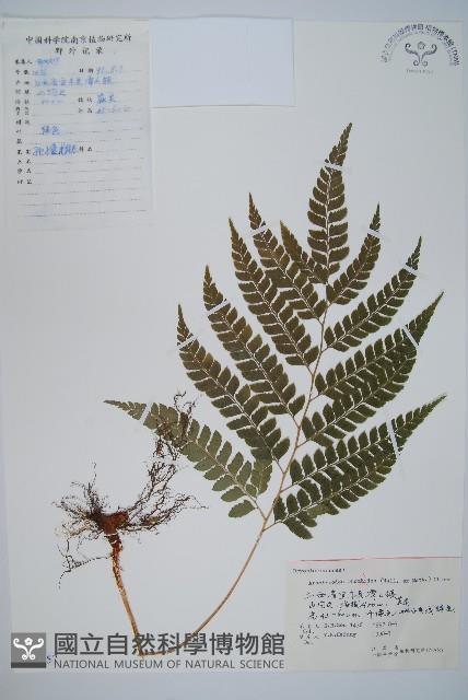 斜方複葉耳蕨藏品圖，第1張