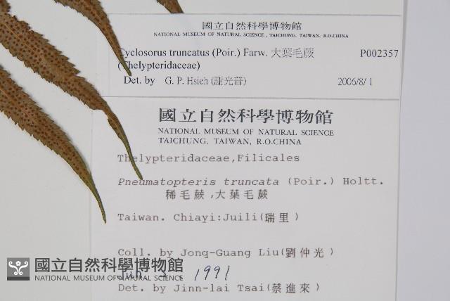 大葉毛蕨藏品圖，第2張