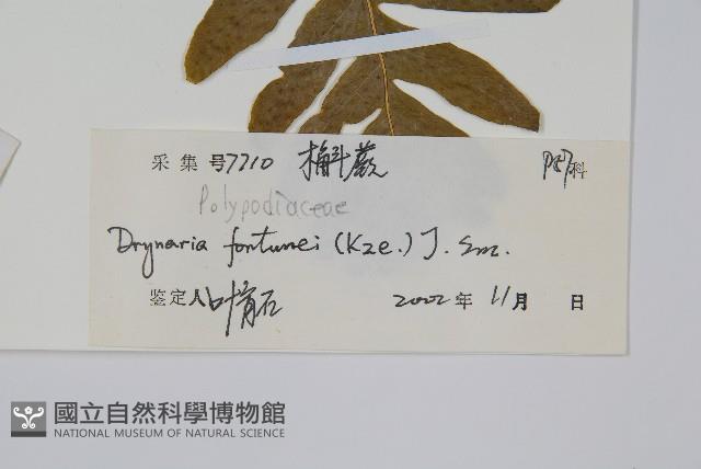 槲蕨藏品圖，第2張