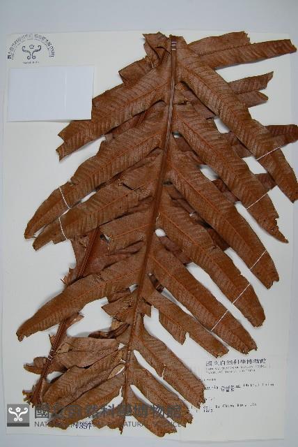 崖薑蕨藏品圖，第1張