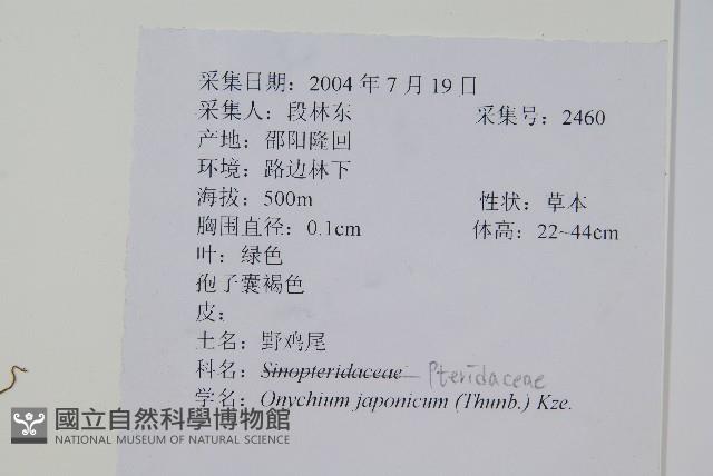 日本金粉蕨藏品圖，第2張