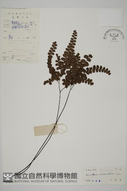 扇葉鐵線蕨藏品圖，第1張