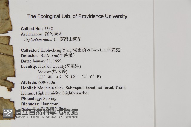 臺灣山蘇花藏品圖，第2張