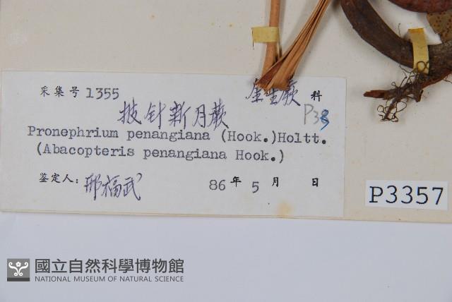 披針新月蕨藏品圖，第2張