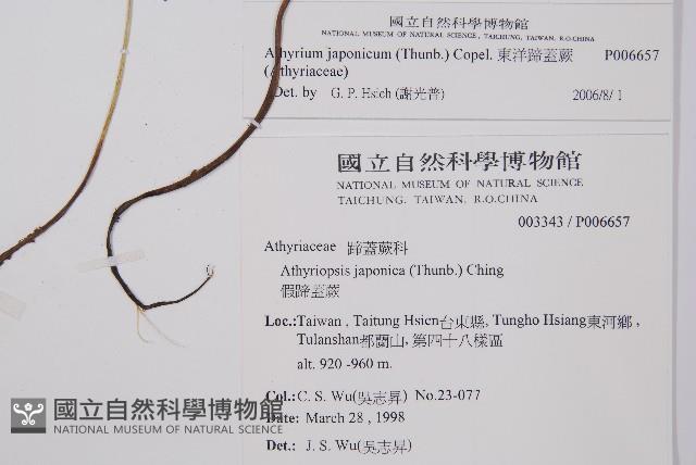 東洋蹄蓋蕨藏品圖，第2張