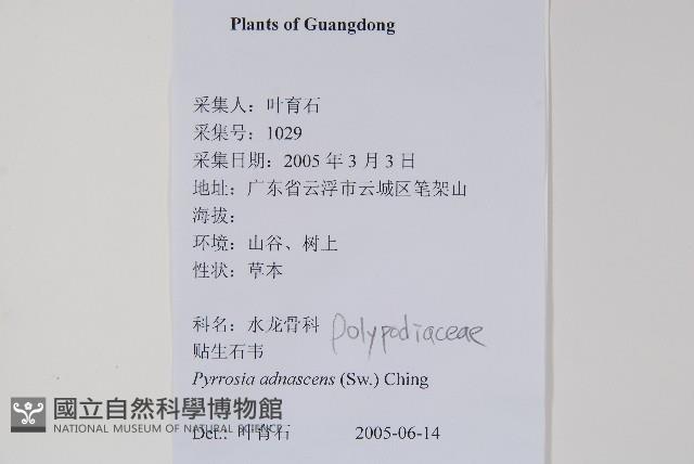 抱樹石葦藏品圖，第2張