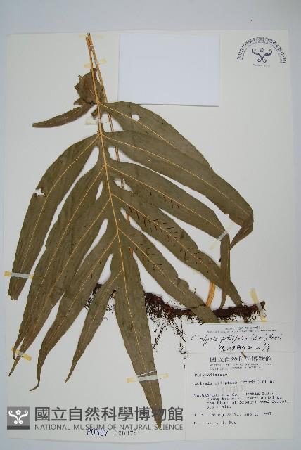 大線蕨藏品圖，第1張