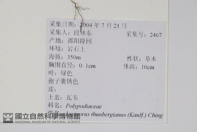 瓦葦藏品圖，第2張