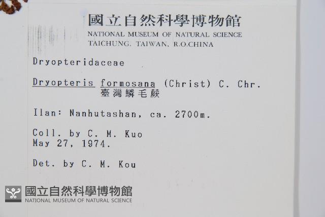 臺灣鱗毛蕨藏品圖，第2張