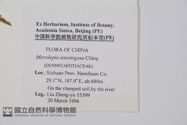 中華鱗蓋蕨藏品圖，第2張