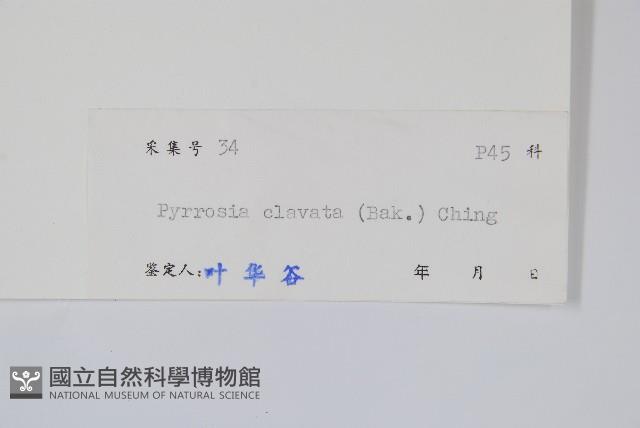 光石韋藏品圖，第2張