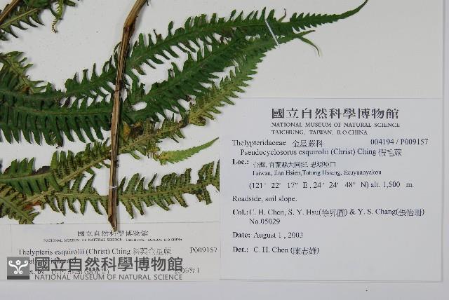 斜葉金星蕨藏品圖，第2張