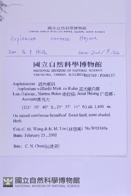 尖葉鐵角蕨藏品圖，第2張