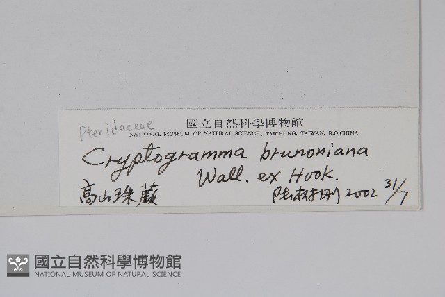 高山珠蕨藏品圖，第2張