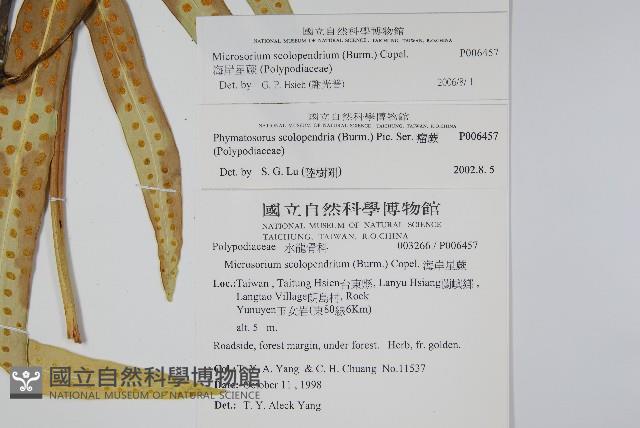 海岸星蕨藏品圖，第2張