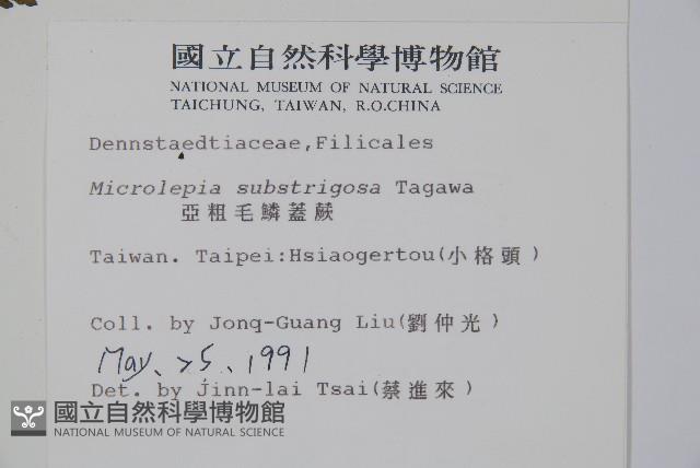 亞粗毛鱗蓋蕨藏品圖，第2張