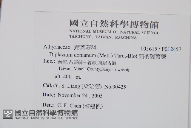 細柄雙蓋蕨藏品圖，第2張