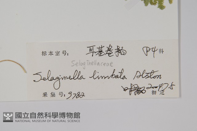 具邊卷柏藏品圖，第2張