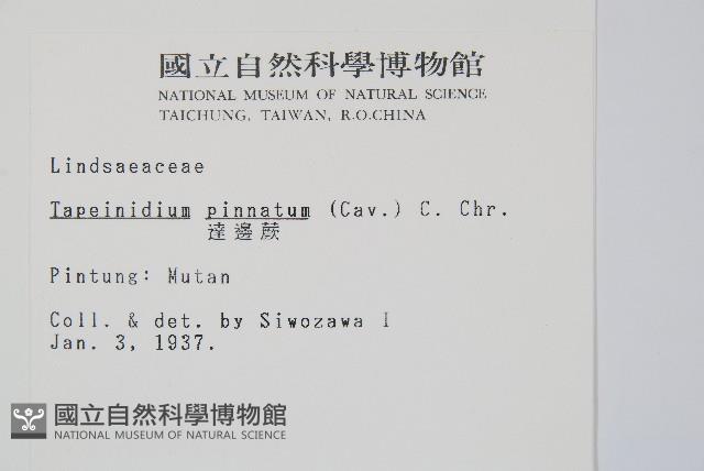 達邊蕨藏品圖，第2張