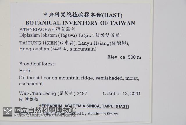 裂葉雙蓋蕨藏品圖，第2張