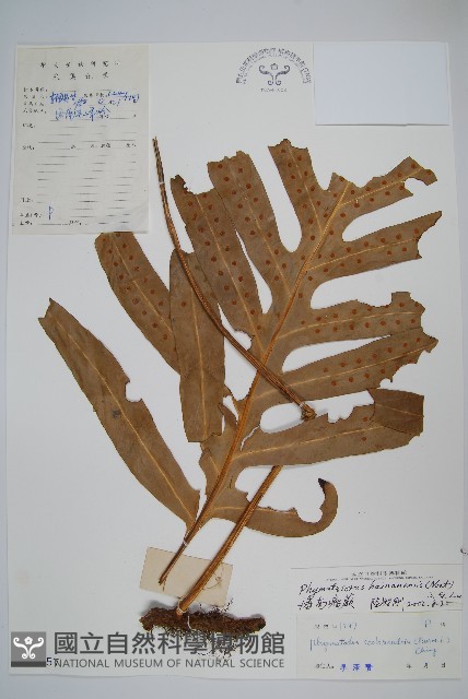 海南瘤蕨藏品圖，第1張