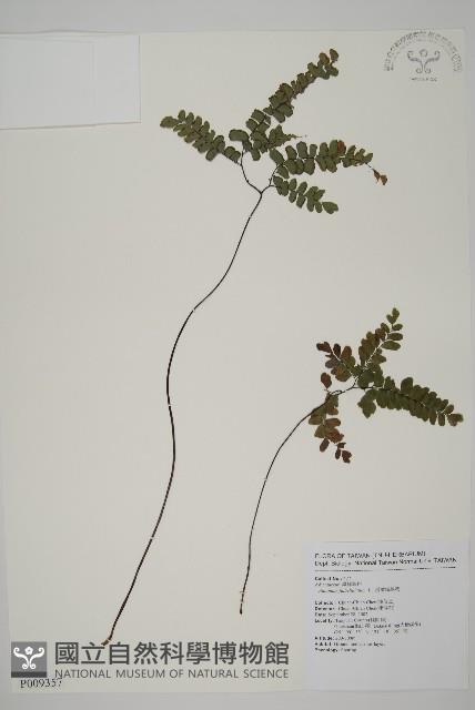 扇葉鐵線蕨藏品圖，第1張