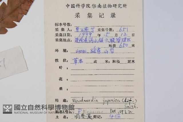 日本狗脊蕨藏品圖，第2張