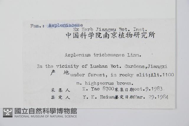 鐵角蕨藏品圖，第2張