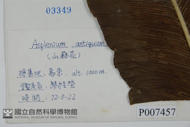 山蘇花藏品圖，第2張