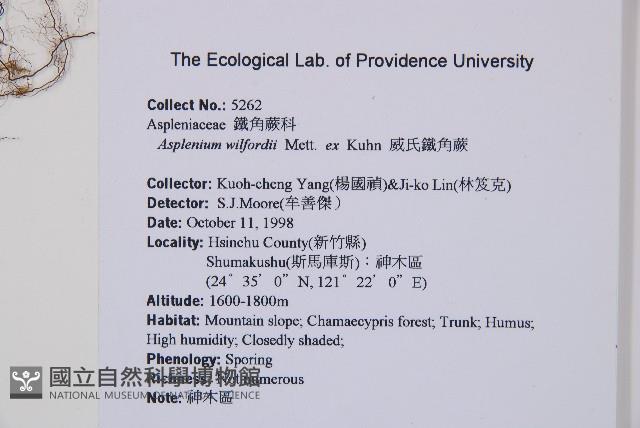 威氏鐵角蕨藏品圖，第2張