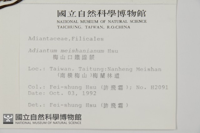 梅山鐵線蕨藏品圖，第5張