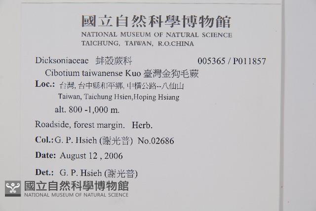 臺灣金狗毛蕨藏品圖，第2張