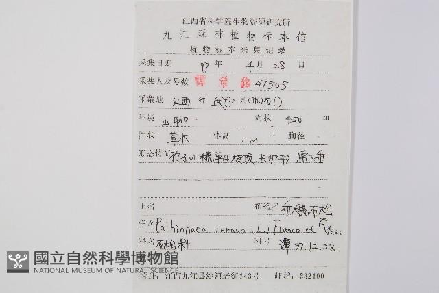 燈龍草藏品圖，第2張