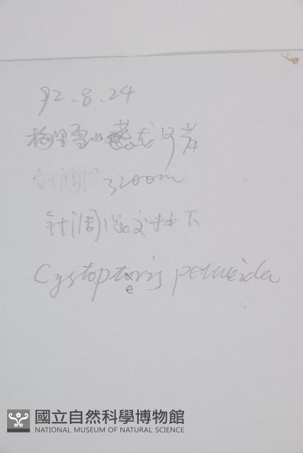 膜葉冷蕨藏品圖，第2張