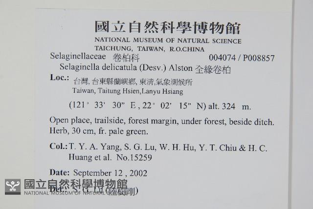 全緣卷柏藏品圖，第2張