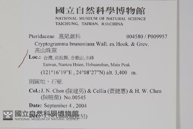 高山珠蕨藏品圖，第2張