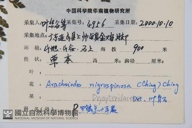 黑鱗複葉耳蕨藏品圖，第2張