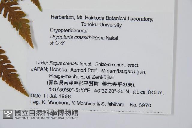 綿馬鱗毛蕨藏品圖，第2張