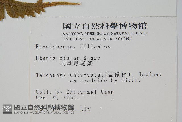 天草鳳尾蕨藏品圖，第2張