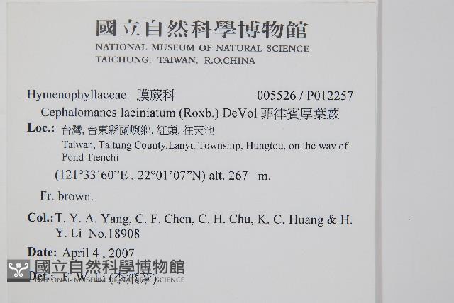 菲律賓厚葉蕨藏品圖，第2張