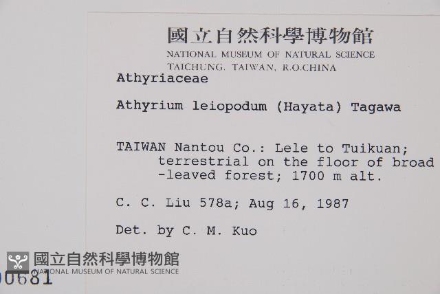 小葉蹄蓋蕨藏品圖，第2張