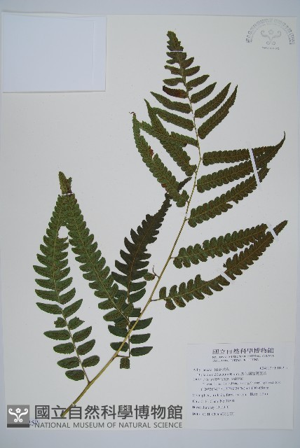 廣葉鋸齒雙蓋蕨藏品圖，第1張