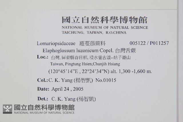 呂宋舌蕨、台灣舌蕨藏品圖，第2張